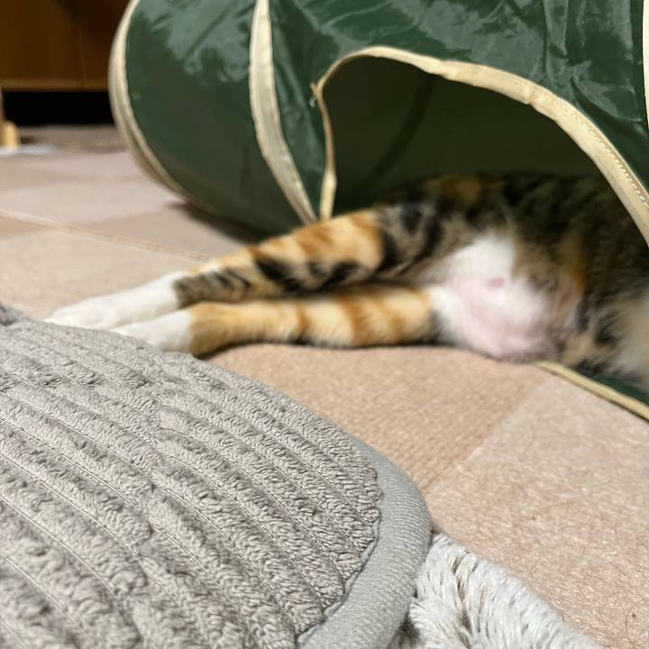 Ef742533 4083 499a 8c05 af9a4da67ad4 1666614729074