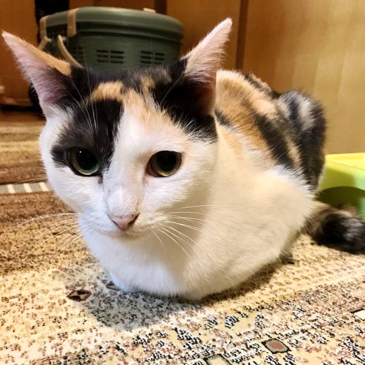 Ef75a55b 9daa 4200 8e90 3805cb4449bb 1508162437044