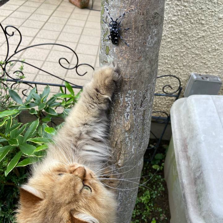 Ef774836 054a 42d7 81b8 0186e65ecb1a 1593216114467