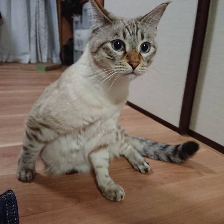 Ef77719d ba09 4ba8 8cca 96642b4d7f76 1541932494422