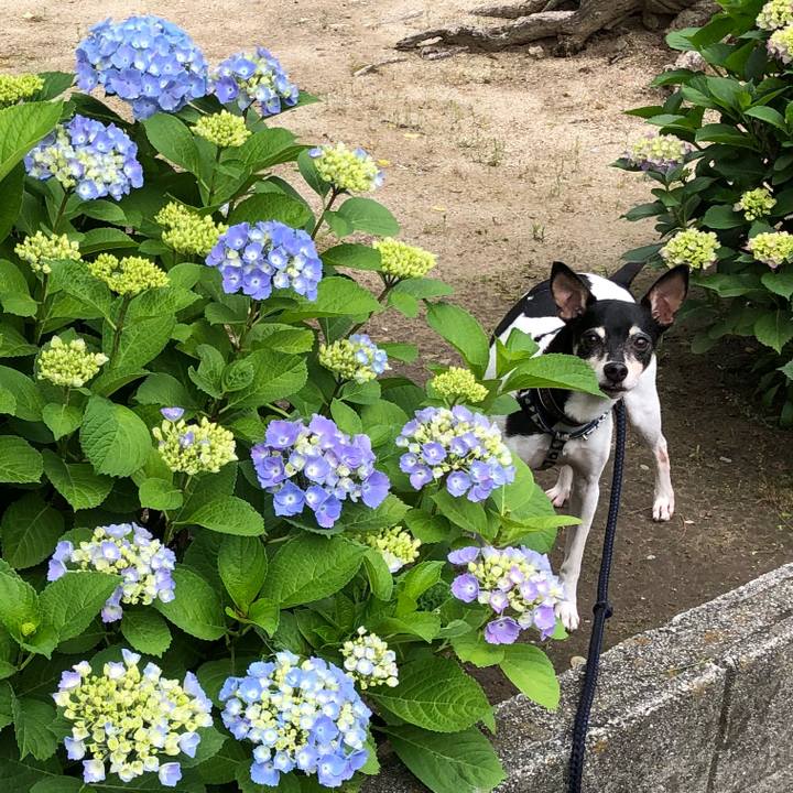 Ef78b188 ac5f 4281 9cb6 ee897b2b9e01 1526690104293