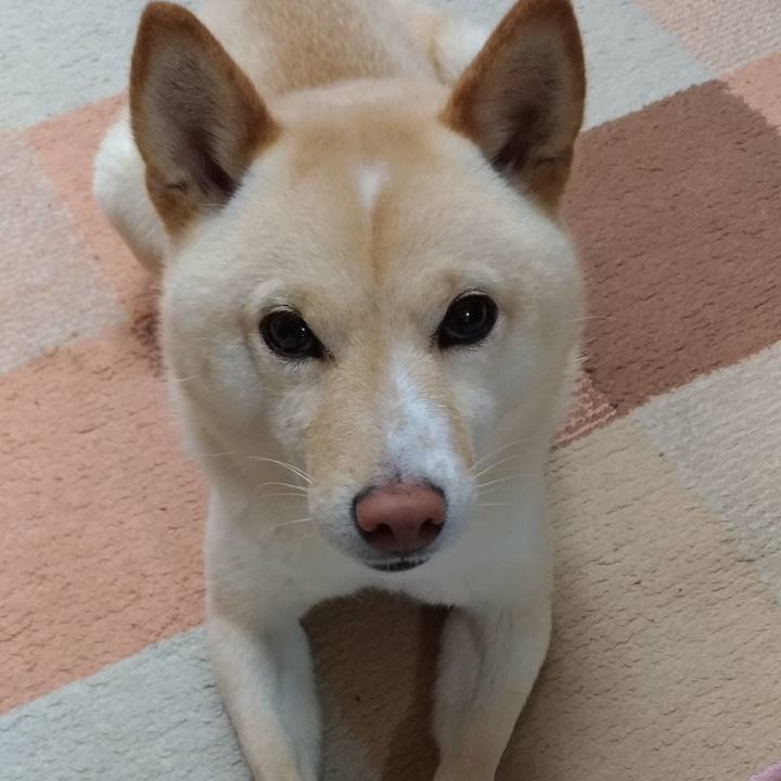 Ef790671 fb4e 4996 bf90 b840e68f7fc1 1585522026169