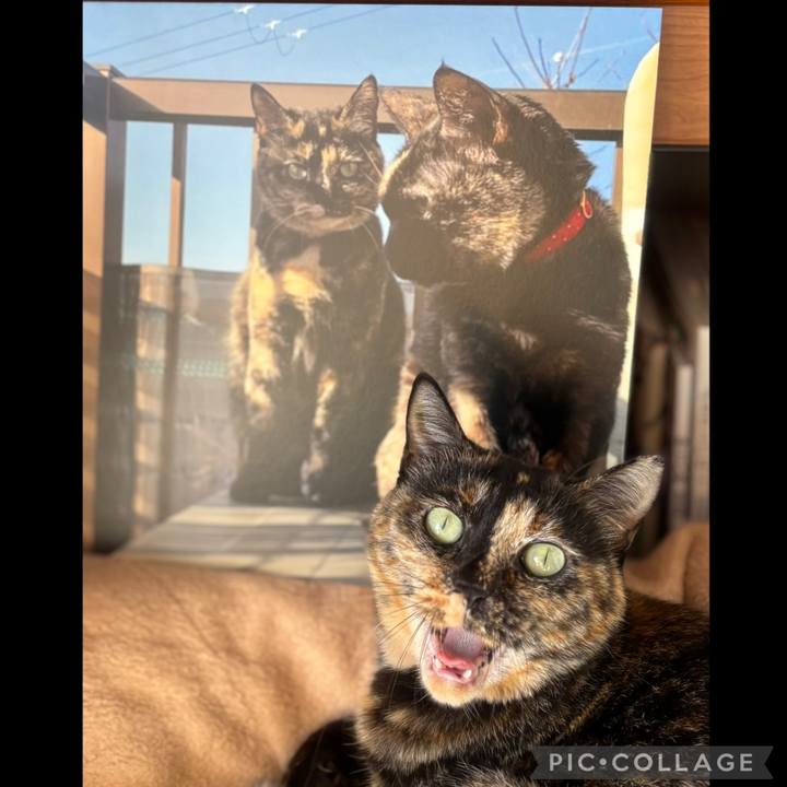 Ef828ab5 b601 4ad3 a2fc 17c08ff7d96c 1763331796371