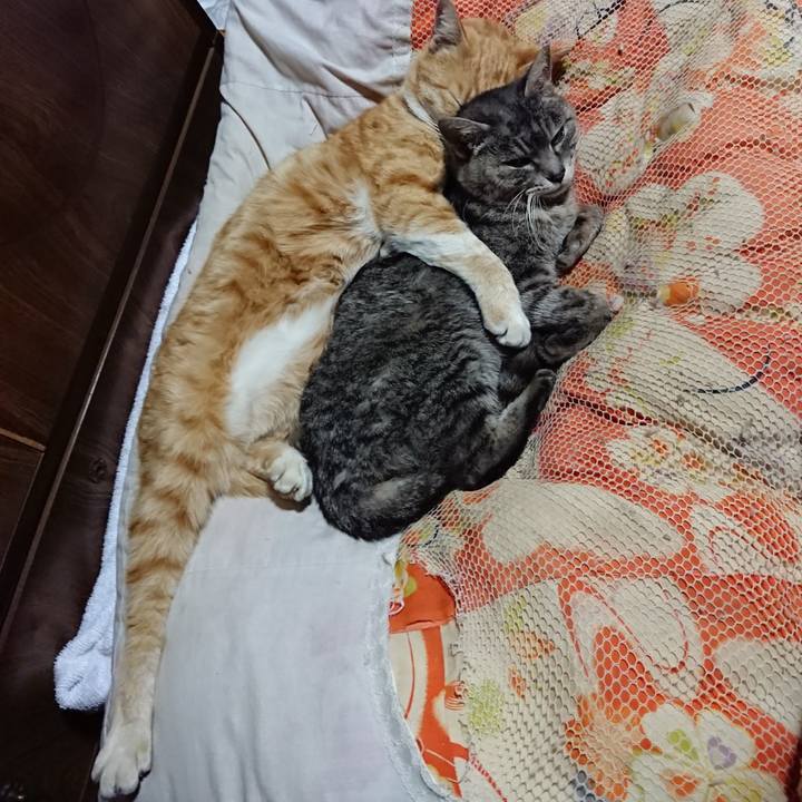 Ef867fdd eeb8 4065 8aab 03df585b725e 1585398193082