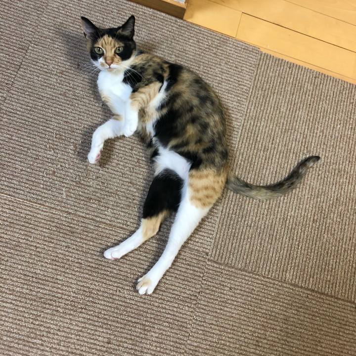 Ef868c72 69e7 49da bd5c 8c0cb19a17da 1561115150043