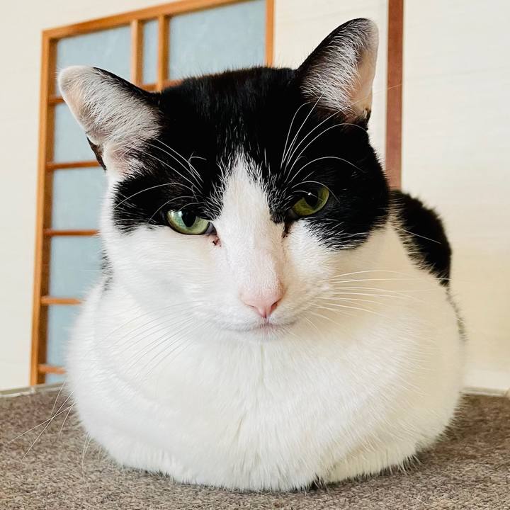 Ef88dd2e 8f14 47d7 86fa 277eadaf18c3 1611625278413