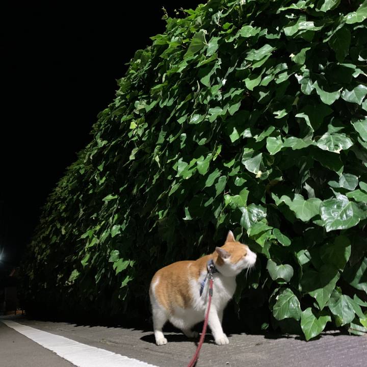 Ef8f137d 9d8f 4cd4 b583 8577481efa86 1592395554005