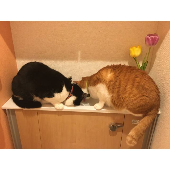 Ef958794 f4cb 4bcd acf0 31f303036c87 1583467539083