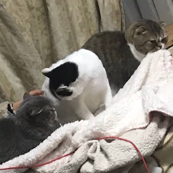 Ef993dc0 351c 461e b6f4 71866fecece2 1547742637439