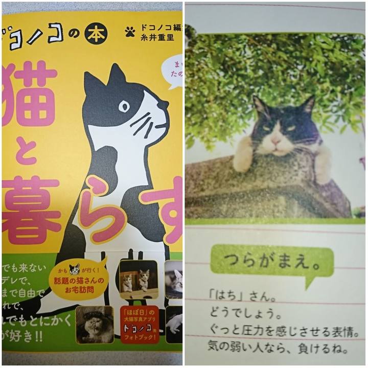 Ef9ba1de 2a84 4422 93d6 bccd2ca19d03 1556543166763