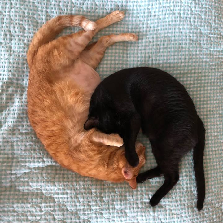 Ef9cce45 15f6 46d0 98e4 6897312ab61a 1690672973829