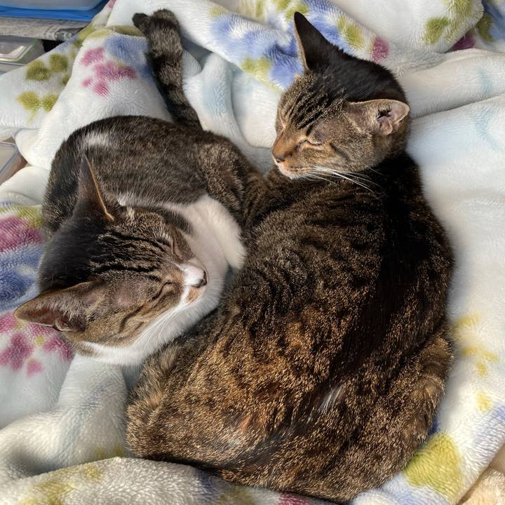 Ef9cee51 71c8 449b a293 abb3430aa391 1616112837916