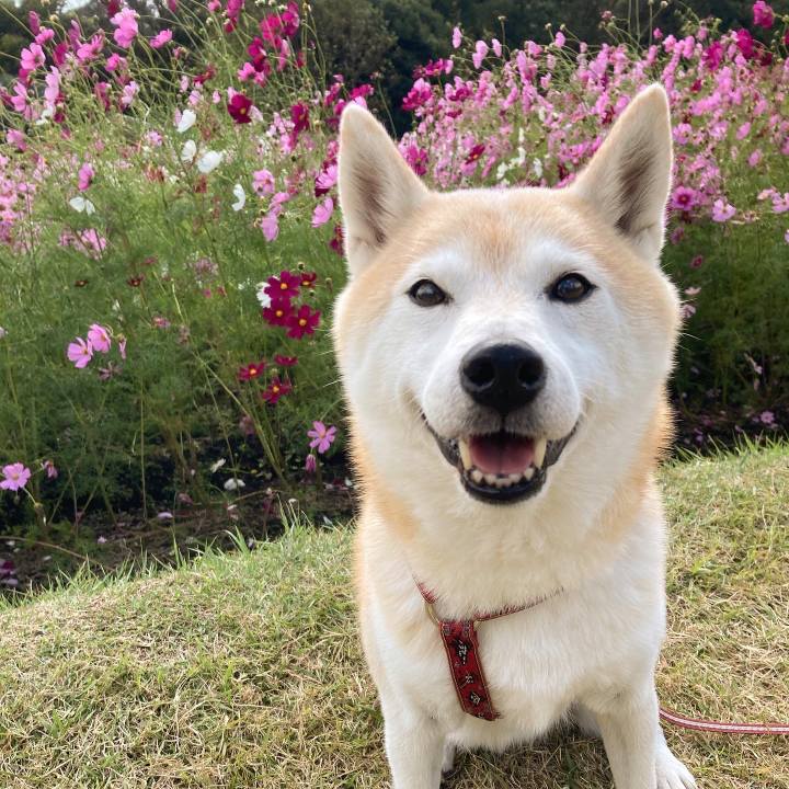 Efa24294 515c 4f7c a3f0 df1f333c7cdd 1604070327193