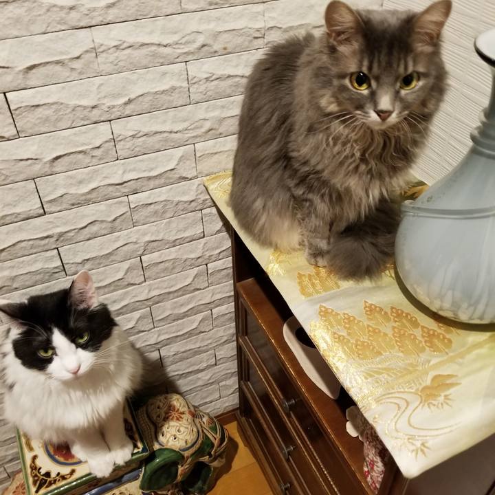 Efa40ba6 75ec 49a3 bb05 cda32d2965b5 1539177977134