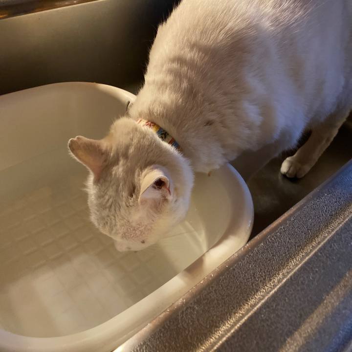 Efa6ba6e 4ff5 4a4d bbe2 684de18012ec 1618347073951