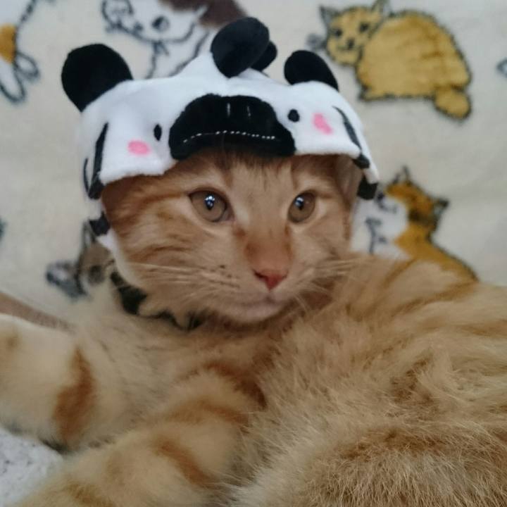 Efa81f4a 4fbb 4bc5 a13b 86c62985df87 1543819790600