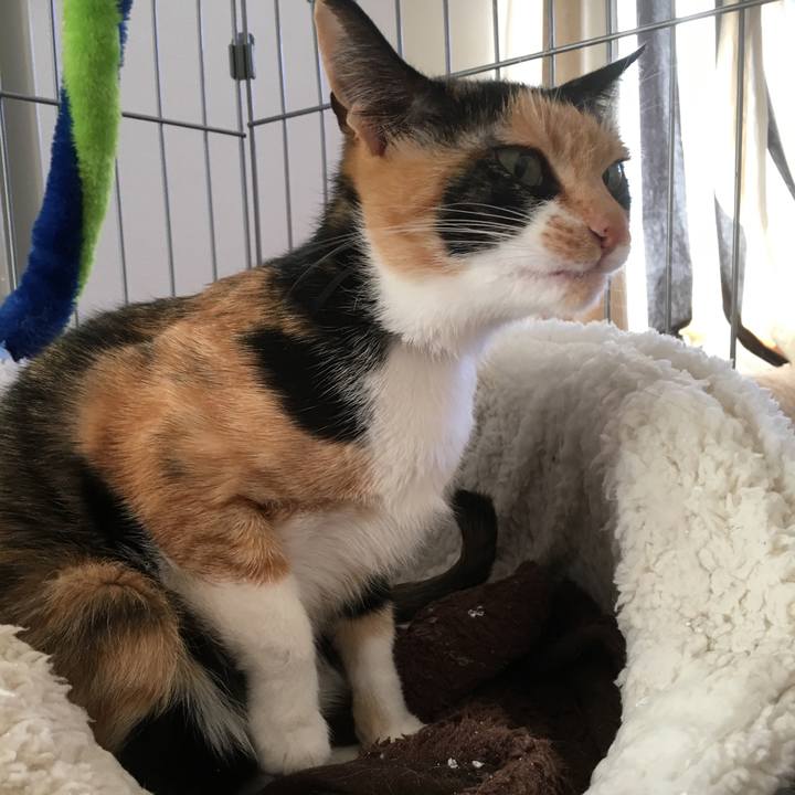 Efa9f4bb f17e 482b 9d93 1b441db750f1 1513737416428