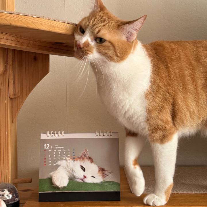 Efae40b9 e6dc 48e6 be98 581439daffe9 1764560041680