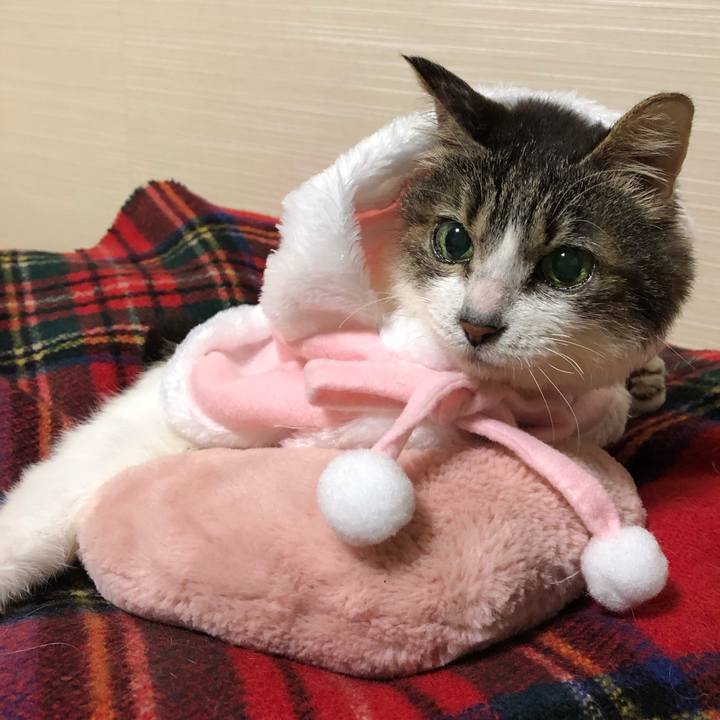 Efaec77f 5b6c 49bb bef6 ac189e09da4e 1543657784277