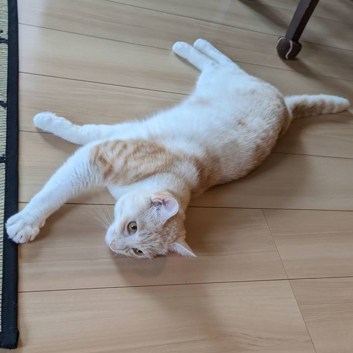 Efb39ceb e1c6 4242 b2cc 698227d9c9db 1690069796889