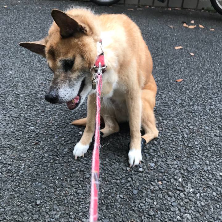 Efb4183a e342 4422 a546 1a2d651943d3 1532990732360