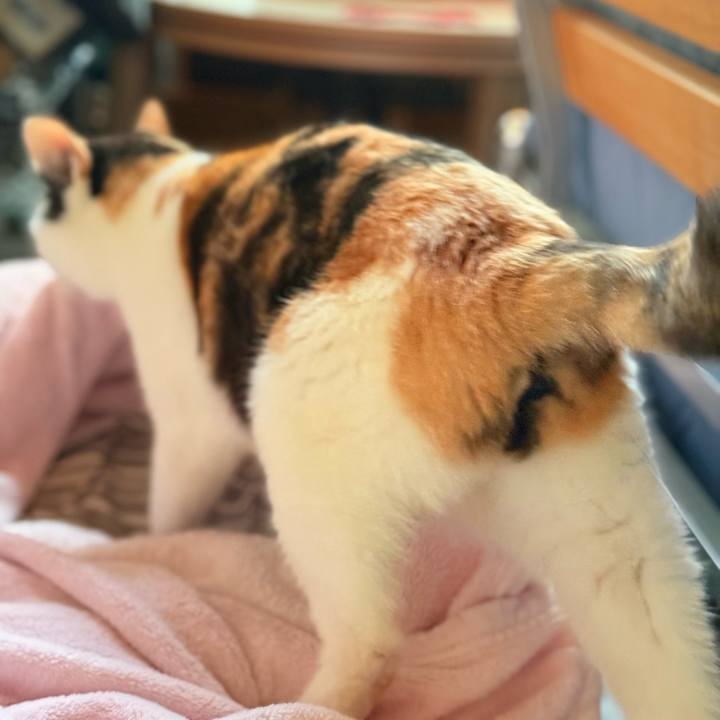 Efb77640 29a3 4e60 b999 033d03b6e8f9 1730077574469