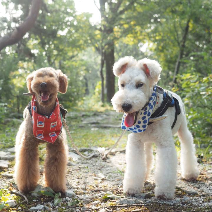 Efbc0987 9b24 470e a54e b15d7fd33427 1604751918459