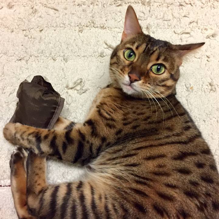 Efbed750 fa34 40c7 ab78 d2459cafba6e 1511993384132