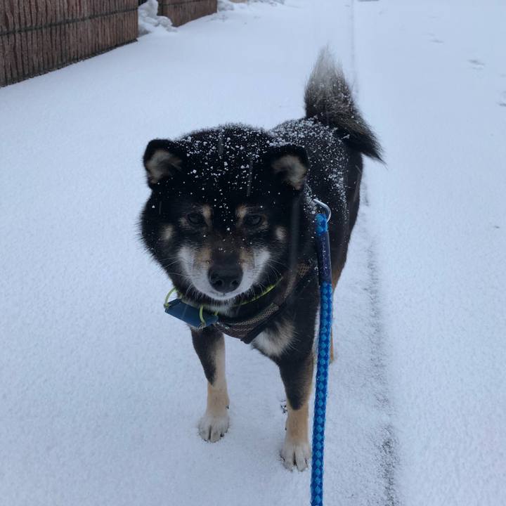 Efc69b08 dc55 440a b335 cf81f0fb08d6 1553297468703