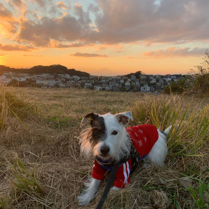 Efc9d944 b10a 4d4a ac79 26851fc26286 1668757662574