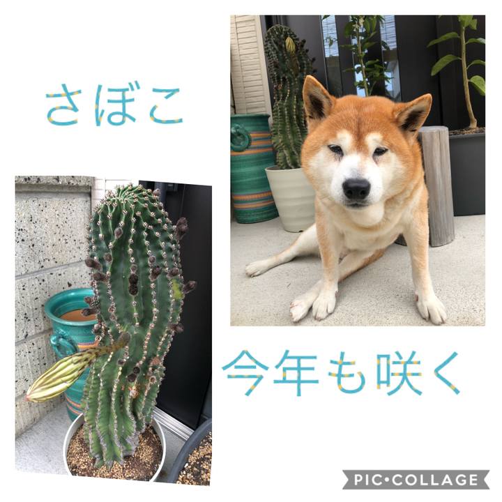 Efca981e 7f71 4f80 be9e dfd7036d08e7 1589782533359