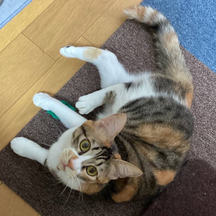 Efcdfacc 297f 4d98 a5fa d9ed76c0d770 1665528586418