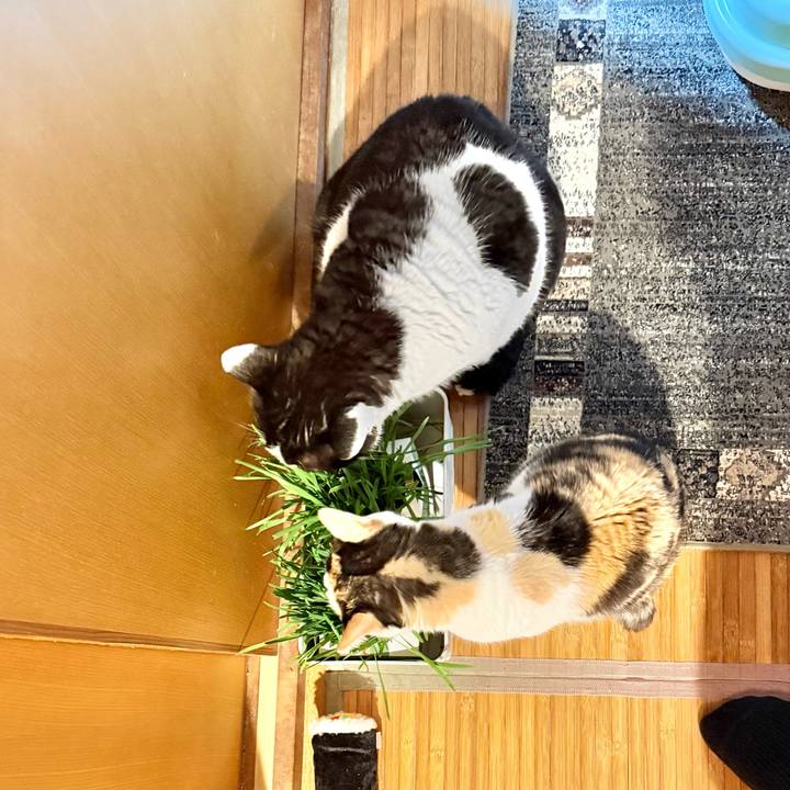 Efd2eedc 353a 426f 9280 452cb827c84c 1775702478516