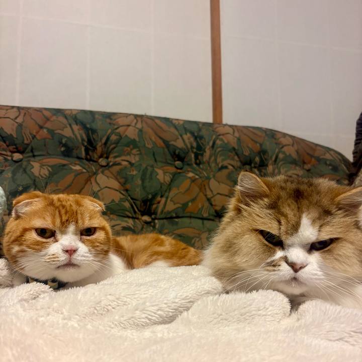 Efd3690e 218e 4ff0 808f 08c090607565 1764850946281