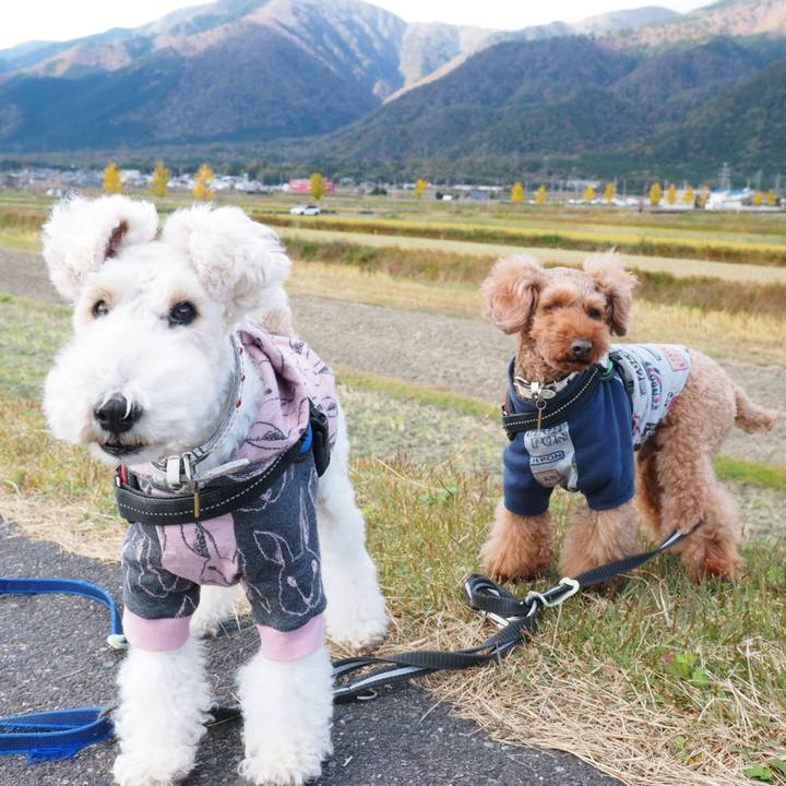 Efd76420 a46e 478c bd2e 4f904d87b018 1542949090860