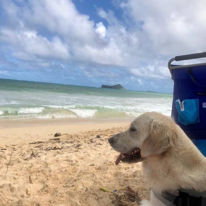 Efdc8afc 9312 434b aef0 88fb16c47a1f 1539331887409