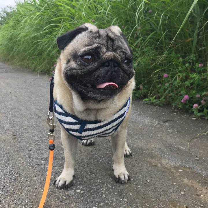 Efe2a74d 440b 4733 9137 05f84e683f22 1528928659159