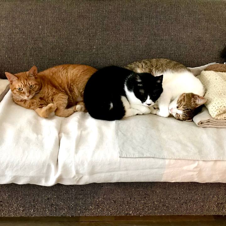 Efe455d9 269e 4475 8c18 a66896172acf 1529048143745