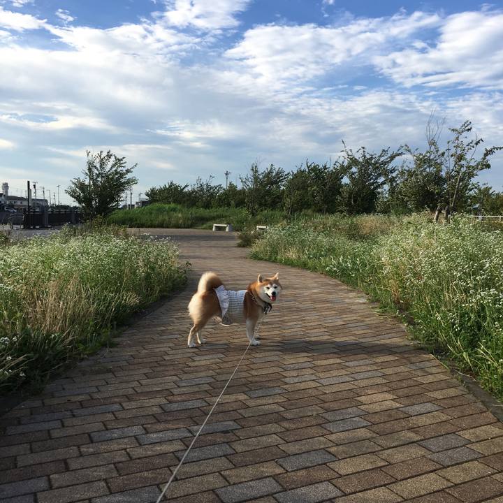 Efe9e11b 95c1 40a7 b1b4 716b5257b8c0 1530102217783