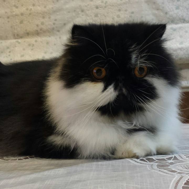 Efec05c4 807a 451d a8ea 1f7e0cc31e52 1512653892311