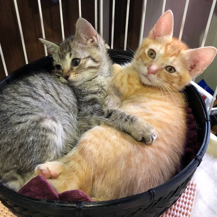 Efed8229 93d7 4f57 a44b 641c1bafbed6 1527601667435