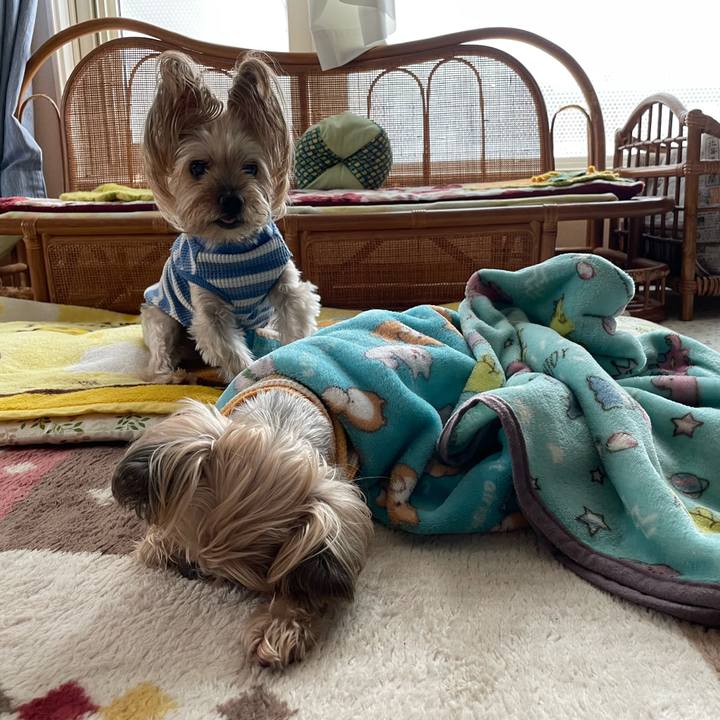 Efee5195 41ab 4e55 8608 e9d06670b4d7 1670667065242