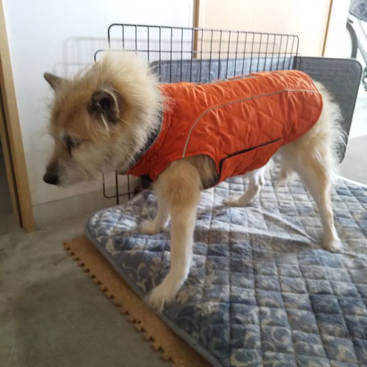 Efee66af a12f 418f a2a4 e62147fea37f 1575940918928