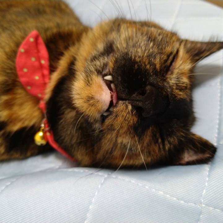 Efef3a26 a8c6 4381 bf44 3a24782fa5f1 1635778830897