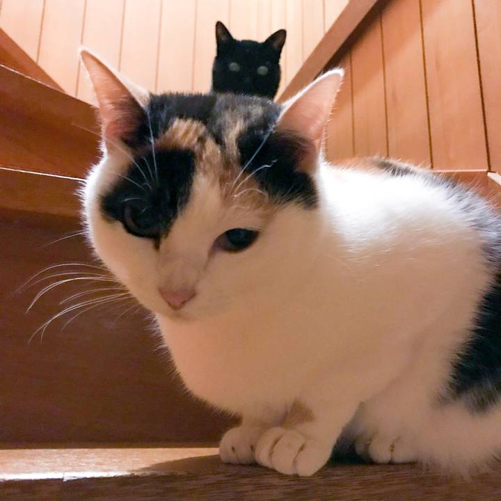 Eff6771e cecd 416b 8864 53ca93629719 1517357930063