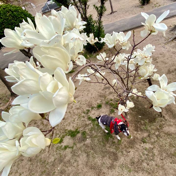 Eff7ace6 8ed0 4ab0 add5 85a815e45c1b 1615932551050