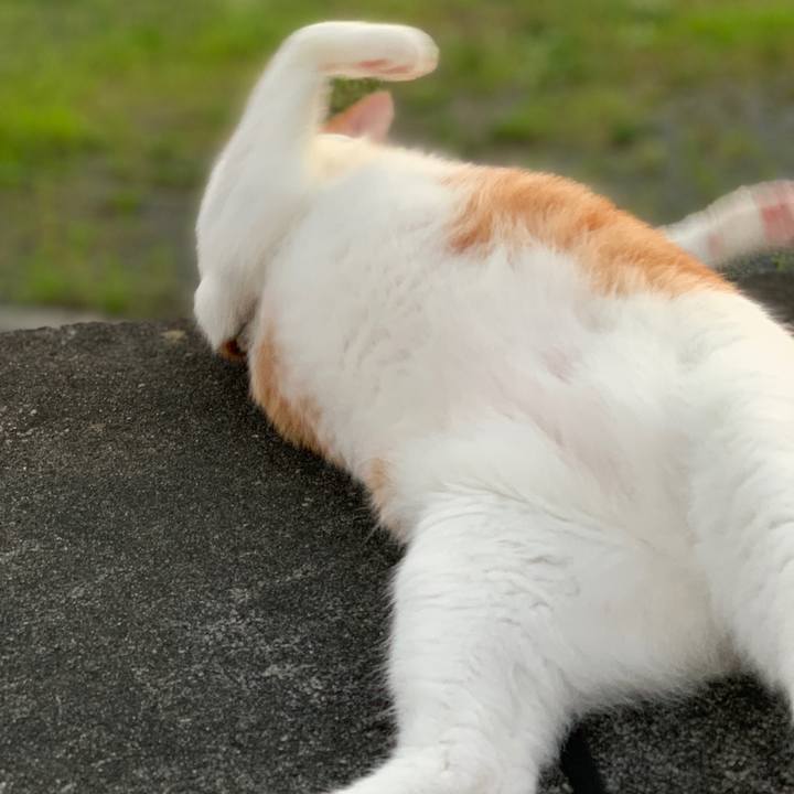 Eff84468 9995 491c a5ca 871c5c0171a1 1597139612824