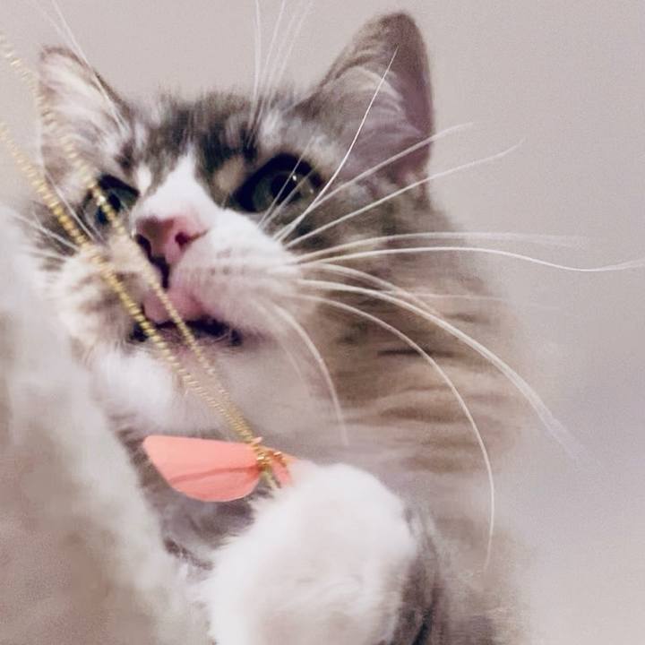 Eff8990d ccfb 4028 9382 371014427c95 1762012091548