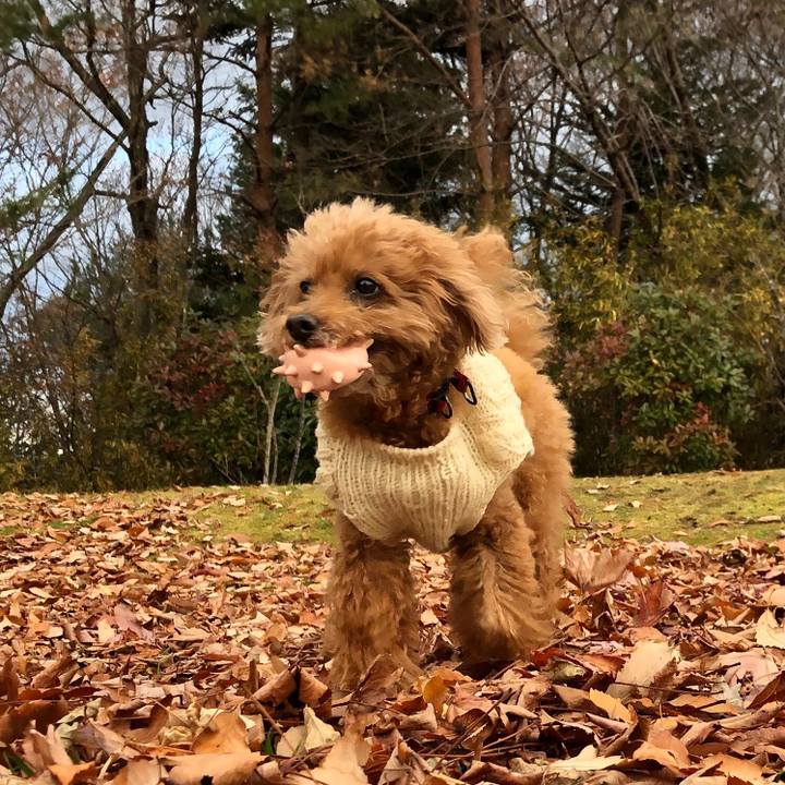 Effafd00 4bf2 4835 95f2 b8f6e36d9ce2 1544112952336