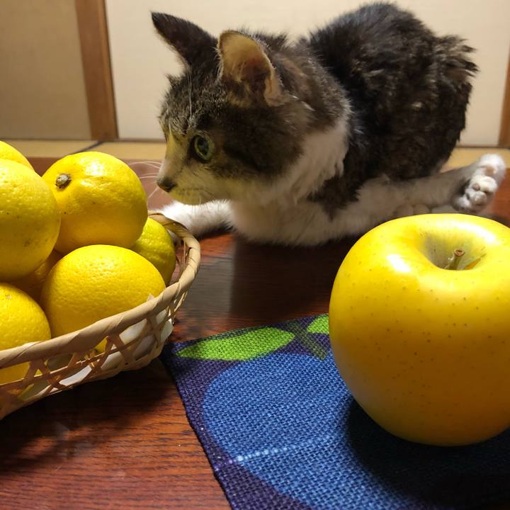 Effba474 ddb7 4ad7 a869 726bdc771a33 1606773988582